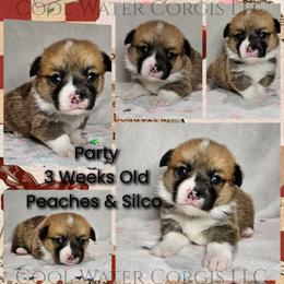 Party - Red male Pembroke Welsh Corgi puppy in Kiowa, Colorado from Cool Water Corgis LLC