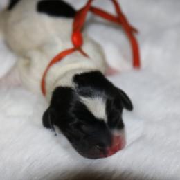 Orange - Piebald female Dachshund puppy in Peebles, Ohio from Cave Valley Hounds