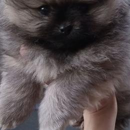 Taz - Cream sable male Pomeranian puppy in Eureka Springs, Arkansas from Maple Hills Poms