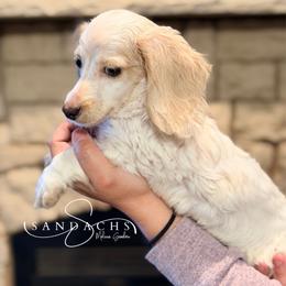 Brock - Cream male Dachshund puppy in Magnolia, Texas from Sandach’s Miniature Dachshunds