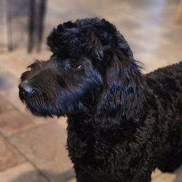 Australian Labradoodles from TBM Farms