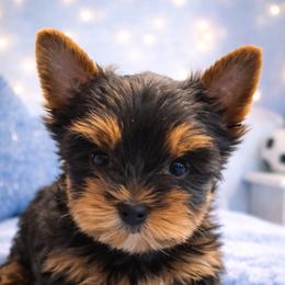 Yorkshire Terrier puppies from Chasing Rainbows Yorkies