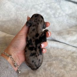 Girl 2 - Dapple female Dachshund puppy in Stamford, Texas from West Texas Miniature Dachshunds