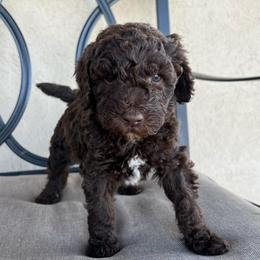 Juniper - Brown female Poodle puppy in Tucson, Arizona from Desert Doodles + Poodles