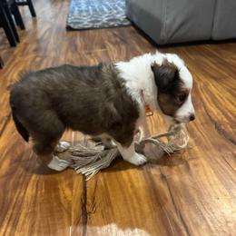 Zuma (Orange) - Sable and white male Shetland Sheepdog puppy in Mi   Clarkston, Michigan from Heslip Family Puppies