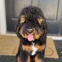 Annabelle - Bernedoodle