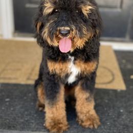 Annabelle - Bernedoodle