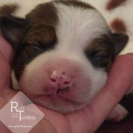 Poppy - White and tan female Russell Terrier puppy in Harvel, Illinois from Ruff and Tumble Russell Terriers