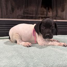 Pink purple - Black roan female German Shorthaired Pointer puppy in Huntington, Texas from B&B GSP’S