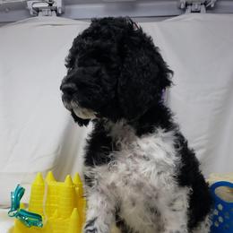 Labradoodle Puppies from Tyson's Farm Doodles