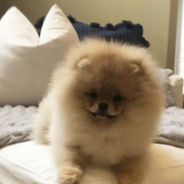 Pomeranian Puppies from Pardi Poms