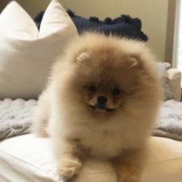 Pomeranian Puppies from Pardi Poms