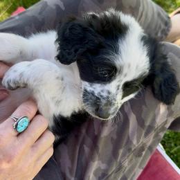 Girl 1 - Tri-color  female Golden Aussiedoodle puppy in Santaquin, Utah from Wild Rose Tiny Poodles & Doodles