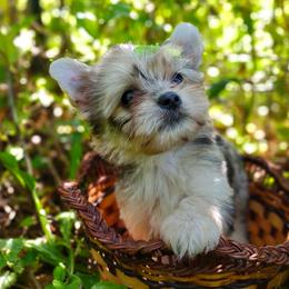 Companion Cross, Havanese, Mal-Shi, Maltese, Maltipoo, Morkie, and Shih Tzu Puppies from Seeking Shalom Acres Maltese, Maltipoos & Havamalts