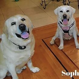 Labrador Retrievers from Clifton's Cove