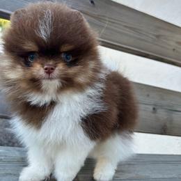 Loki - Chocolate and tan male Pomeranian puppy in Concord, California from Eelan’s Poms