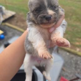 Missy - Blue and tan female Pomeranian puppy in Chattanooga, Tennessee from Valley Poms