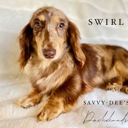 Swirl - Dachshund