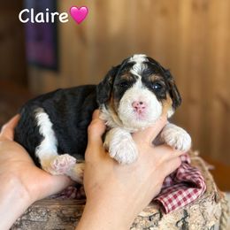 Claire - Black tri-color female Aussiedoodle puppy in Lancaster, Minnesota from Finney Ranch