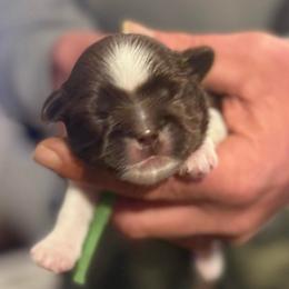 Green boy - Liver and white male Shih Tzu puppy in Berkeley Springs, West Virginia from Sandridge Shih Tzus