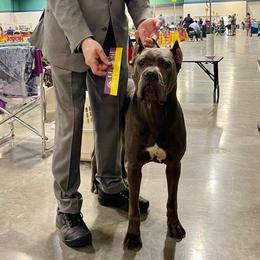 Maple - Cane Corso