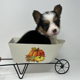 Rocky (fluffy) - Black and tan male Pembroke Welsh Corgi puppy in Waco, Texas from The Comma Corgis