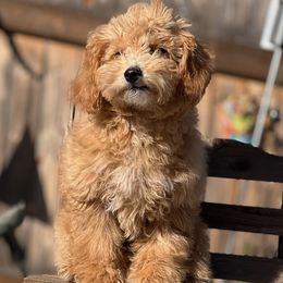 Willow - Apricot Goldendoodle puppy in Winston Salem, North Carolina from Summer Breeze Doodles
