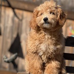 Willow - Apricot Goldendoodle puppy in Winston Salem, North Carolina from Summer Breeze Doodles
