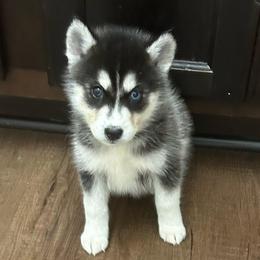 Stallone - Black and white male Siberian Husky puppy in Summerville, South Carolina from Carolina Husky Lodge