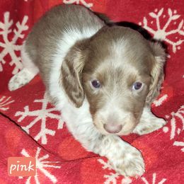 Isabella girl 2 - Piebald female Dachshund puppy in Centuria, Wisconsin from Petite FurryTails