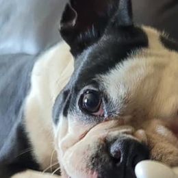 Cain - Boston Terrier