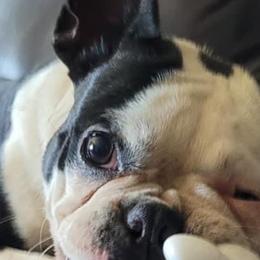 Cain - Boston Terrier