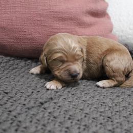Goldendoodle Puppies from Silver Barn Doodles