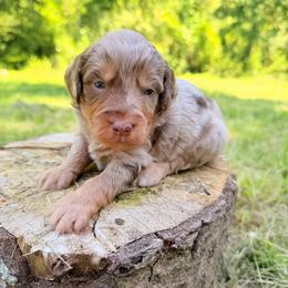 Nacho - Red merle male Aussiedoodle puppy in Mulino, Oregon from Korbella Farm