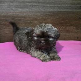 Trixy Girl 1 - Liver female Shih Tzu puppy in Meadows Of Dan, Virginia from Walt’s Shih Tzus
