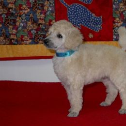 Poodle Puppies from DancingCloud Kennels
