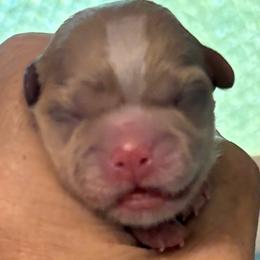 Charlie - Silver gold and white male Shih Tzu puppy in Skipperville, Alabama from Nay Nay’s Babies