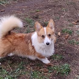 Gambler - Pembroke Welsh Corgi