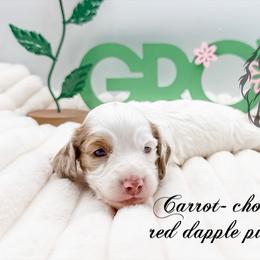 Carrot - Dapple male Dachshund puppy in Prairieville, Louisiana from Southern Barron Danes & Dachshunds