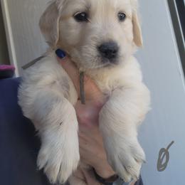 Gray - Golden female Golden Retriever puppy in Lucasville, Ohio from Halo Kennels