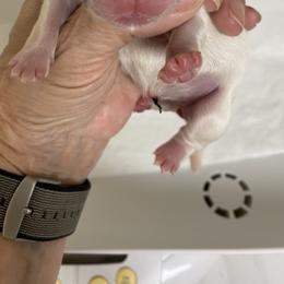 Shih Tzu Puppies from Willow Lane Shih Tzus