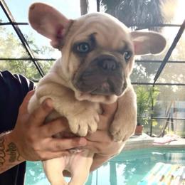 Dynamite - Blue Fawn Boy - AKC French Bulldog - Blue fawn male French Bulldog puppy in Gulf Breeze, Florida from SW Frenchies