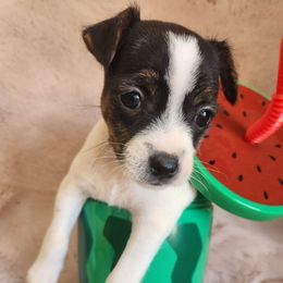Daisy - Tri-colored male Parson Russell Terrier puppy in Apple Valley, California from Jumping Jack's Russell Terriers