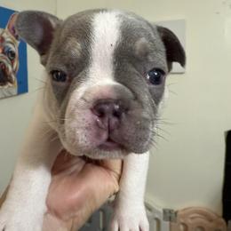 Jingle - Blue male French Bulldog puppy in Lakeland, Florida from Fur Love And Puppies