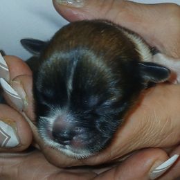 Ernie - Brindle male Lhasa Apso puppy in Fort Worth, Texas from Cynthia's Lhasa Apsos