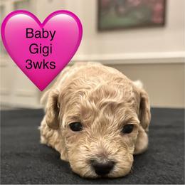 Gigi - Cream female Poodle puppy in Mineral Wells, Texas from S.H.A.R.P.’s Toy Poodles