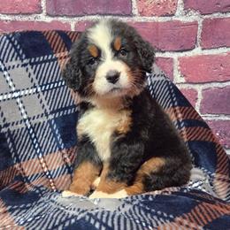Bella - Black rust and white female Bernese Mountain Dog puppy in Greenwood, Delaware from A&A Greenwood Puppies