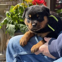 2nd pick female - Black and mahogany female Rottweiler puppy in Burlington, Kentucky from vom Blaurasen Rottweilers