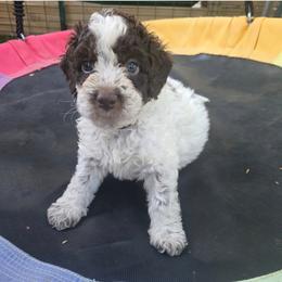Boy 4 - Brown roan male Lagotto Romagnolo puppy in Salida, California from Harper's Lagotti