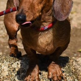 Dachshunds from Bulldach Kennels AZ